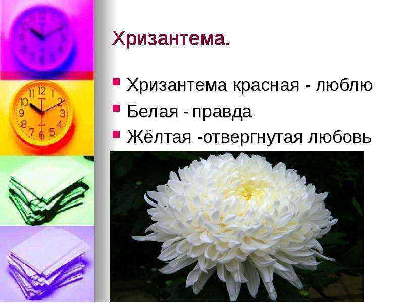 Что означает цвет хризантемы. Хризантема на языке цветов. Белые хризантемы на языке цветов. Хризантемы на языке цветов означает. Хризантема значение цветка.