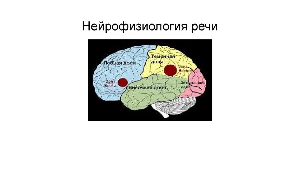 Механизмы речи. Нейрофизиологические механизмы речи схема. Нейрофизиологические аспекты речи физиология. Нейрофизиологические и нейропсихологические механизмы речи. Нейрофизиологические основы речевой деятельности.