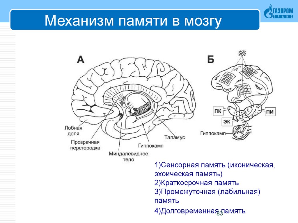 Механизмы работы мозга. Физиологические основы памяти в психологии. Физиологические механизмы памяти схема. Память структуры мозга. Механизм краткосрочной памяти.