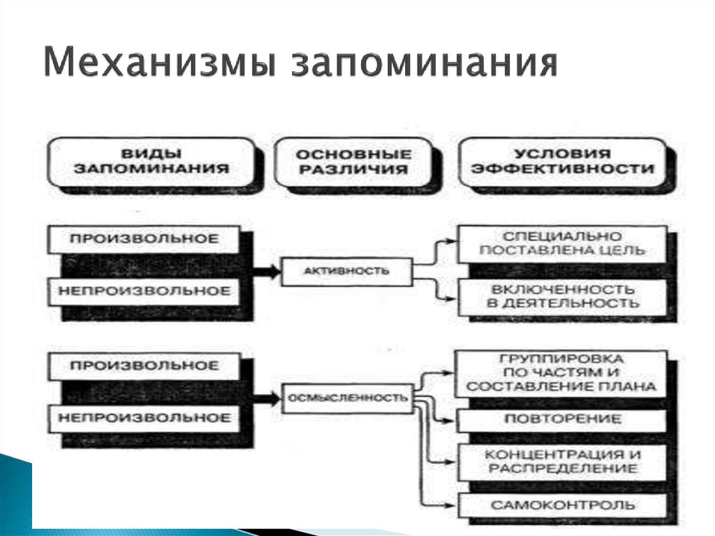 Механизм запоминания. Общий психологический механизм памяти. Механизмы запоминания. Процессы и механизмы памяти. Механизмы памяти схема.