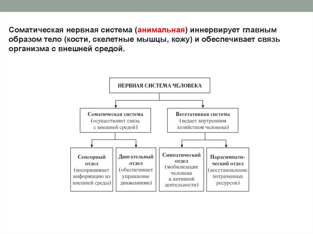 Отделы нервной системы. Соматическая нервная система. Соматический отдел нервной системы человека. Соматическая (анимальная) нервная система обеспечивает. Соматическая нервная система управляет.