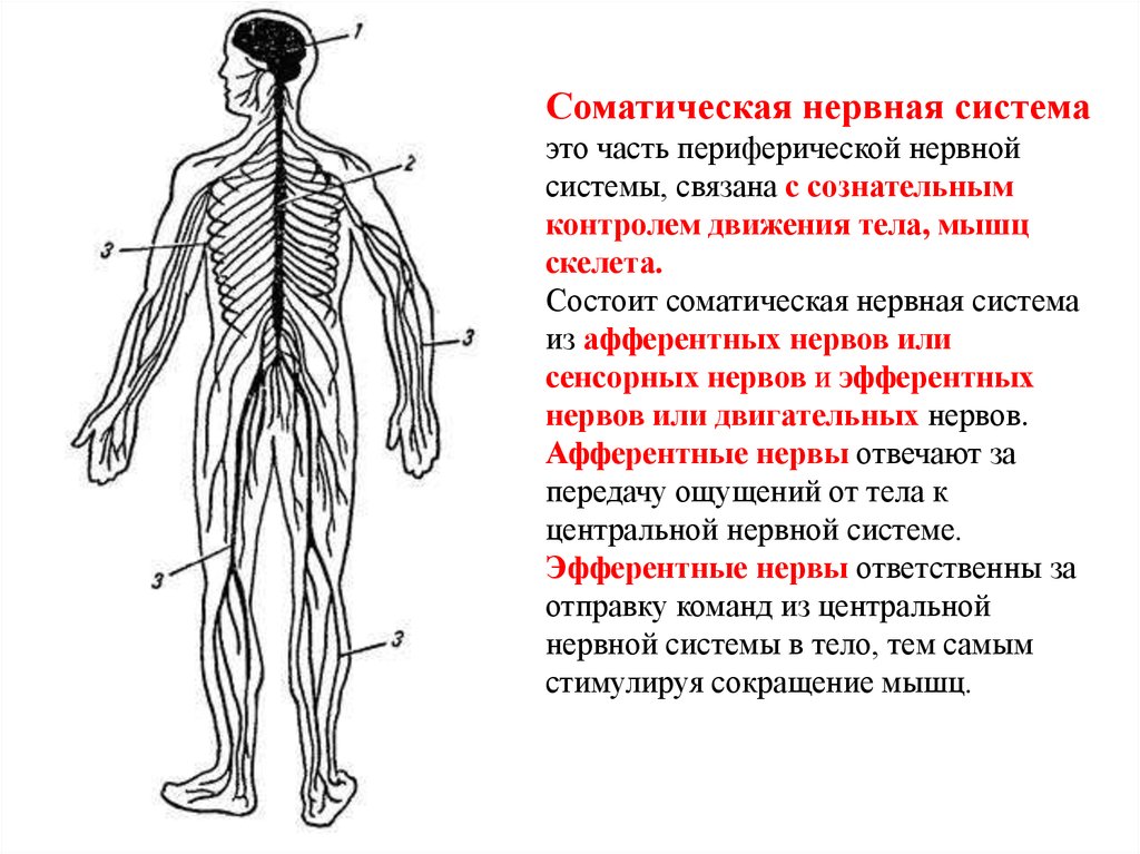 Центр периферическая нервной системы. Соматическая нервная система состоит из. Периферический отдел нервной системы строение. Нервная система человека строение Центральная и периферическая. Периферическая нервная система анатомия строение.