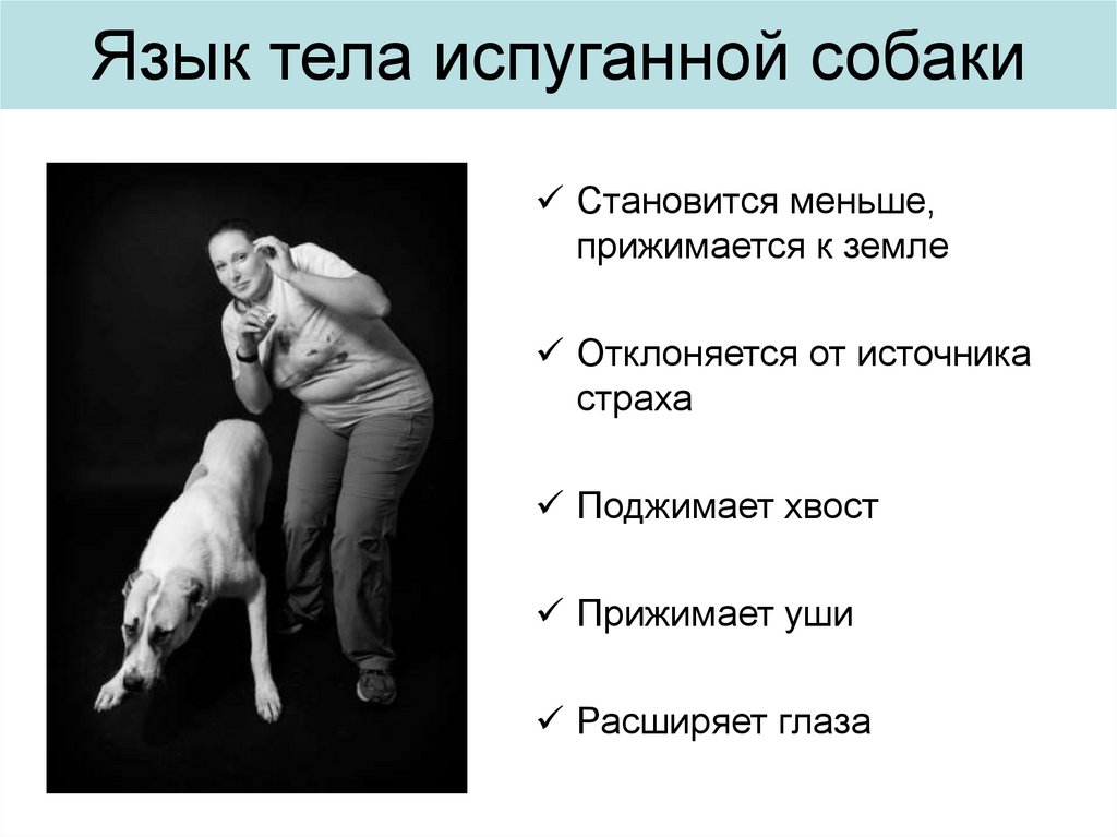 Реакция испуганного организма 8 букв. Язык тела собаки. Язык тела собаки уши. Язык тела собаки как понять. Язык тела собаки в картинках.