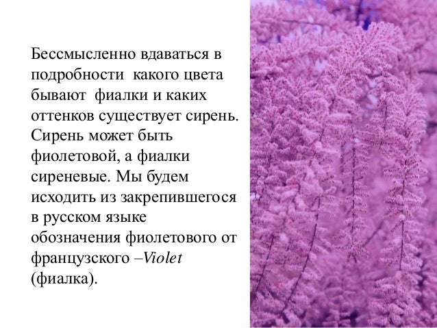 Цвет сирени и фиалки. Стихи про фиолетовый цвет. Purple Violet разница. Сиреневый цвет и фиолетовый цвет разница.