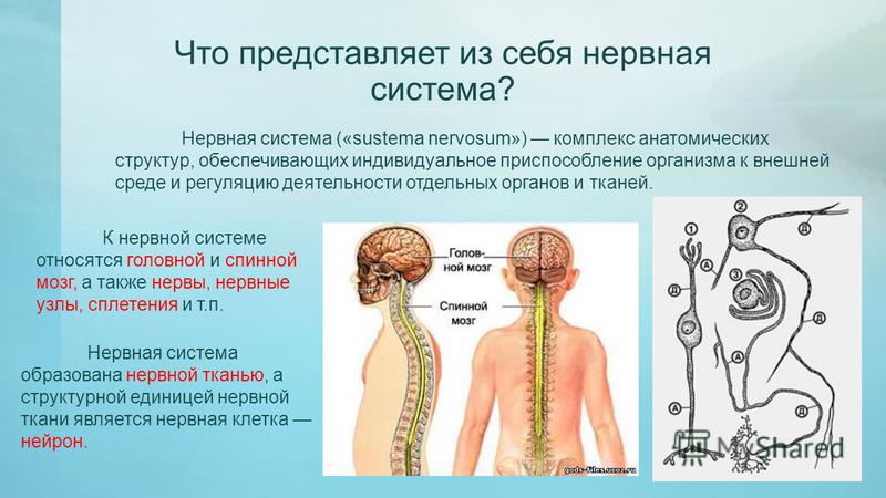 Человек это система представляющая собой