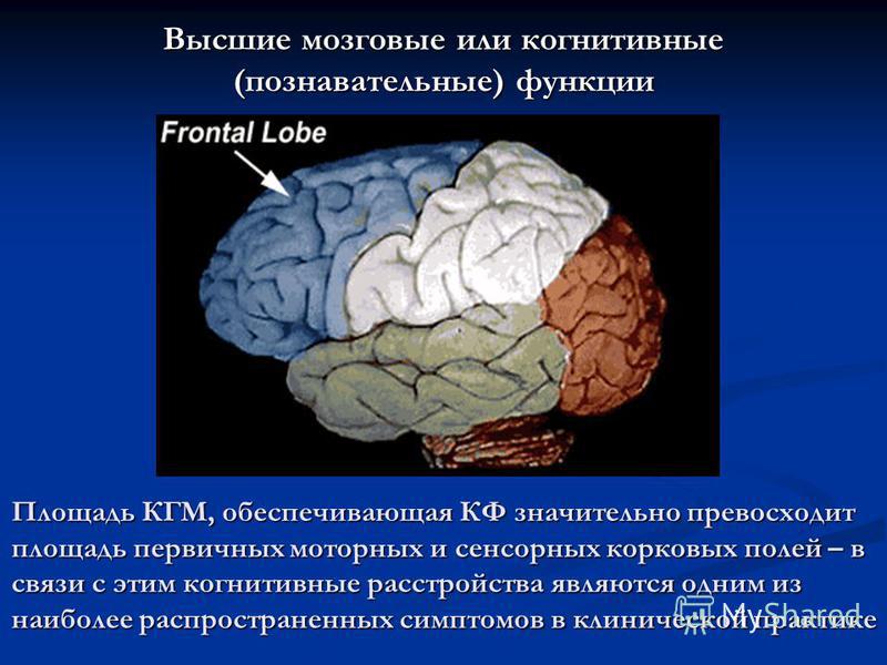 Когнитивные функции мозга у взрослых. Когнитивные нарушения головного мозга. Участки мозга отвечающие за когнитивные функции.