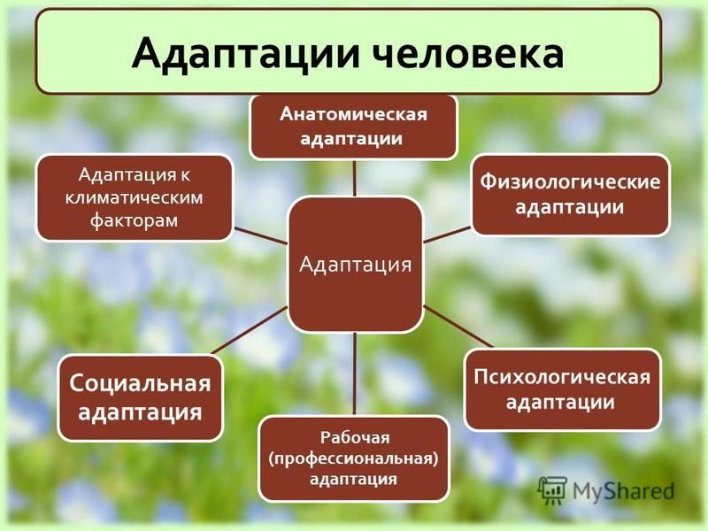 Адаптация организма картинки