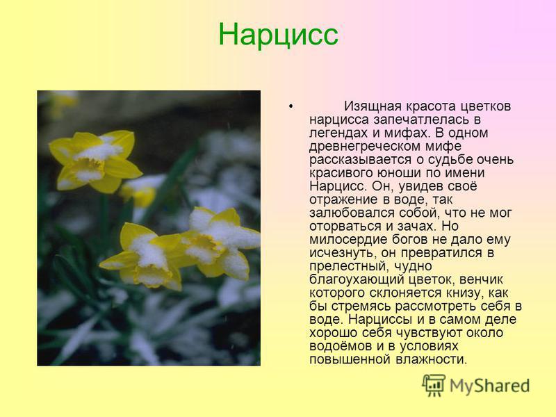 Мир нарцисса. Легенда о Нарциссе. Нарцисс Легенда о цветке. Миф о Нарциссе. Легенда о Нарциссе для детей.