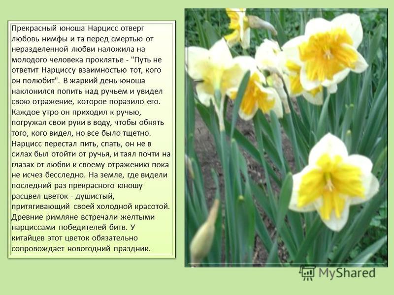 Нарциссы что значат. Нарцисс Сибирский. Нарцисс Конфуоко. Нарцисс Нарцисс морозник. Нарциссы многолетние цветы.