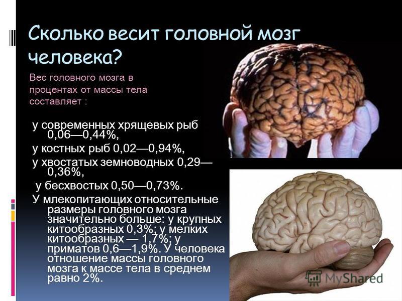 Объем головного мозга наибольшее. Сколько весит мозг человека. Какова масса головного мозга у взрослого человека. Размер мозга человека.