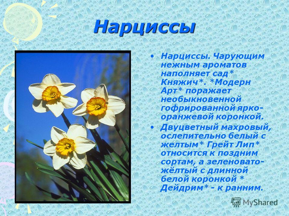 Нарциссы текст. Нарцисс описание растения. Легенда о цветке Нарциссе для детей. Нарцисс цветок описание. Рассказ о цветке Нарциссе.