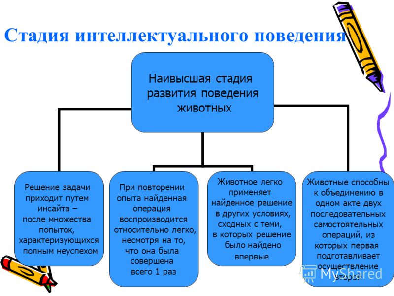 Интеллектуальное поведение