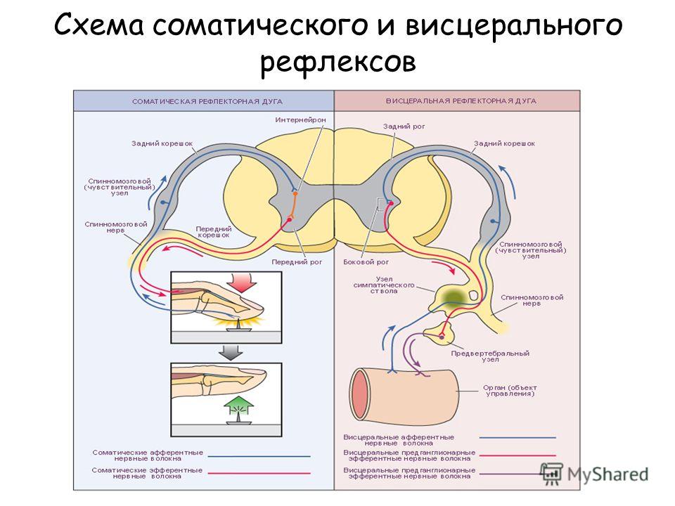 Хватательный рефлекс соматический или вегетативный