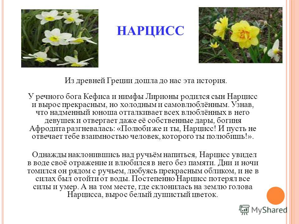 Нарцисс flower surprise фото и описание