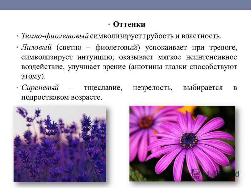 Что означает фиолетовый цвет цветов. Что символизирует фиолетовый цвет. Лиловый цвет что символизирует. Лиловый символизирует. Пурпуровый цвет что символизирует.