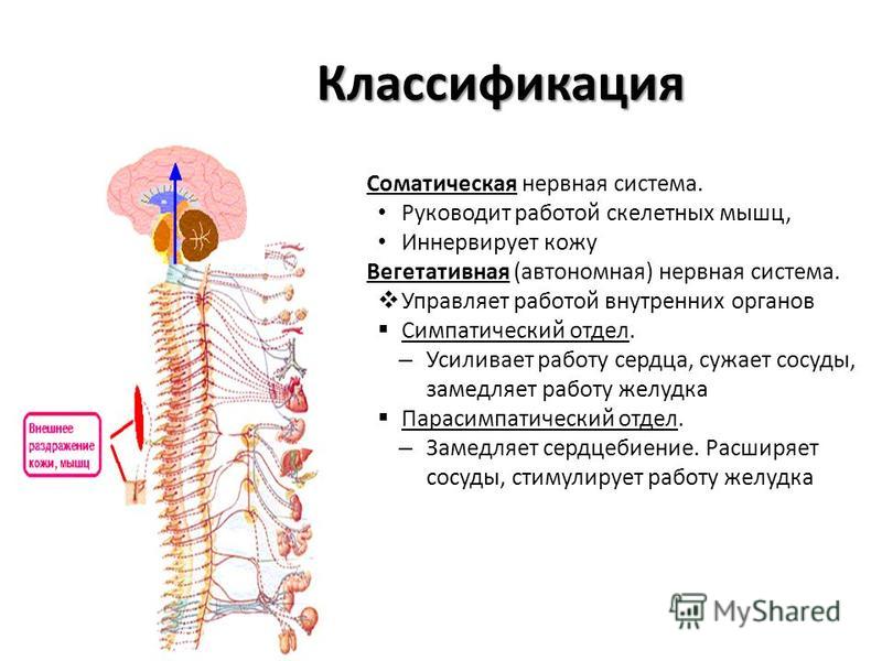 Иннервируемые органы соматической нервной системы. Соматическая нервная система анатомия. Соматический отдел нервной системы.