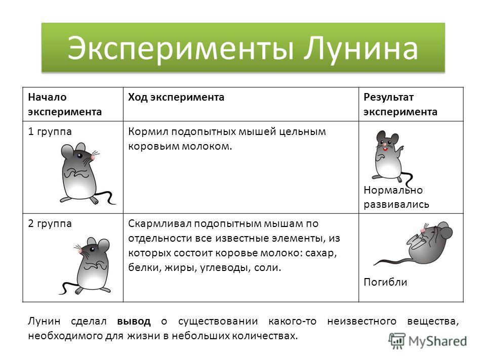 Какой 1 эксперимент. Опыт Лунина с мышами. Николай Иванович Лунин эксперимент с мышами. Лунин опыты на мышах. Николай Иванович Лунин опыт с мышами.