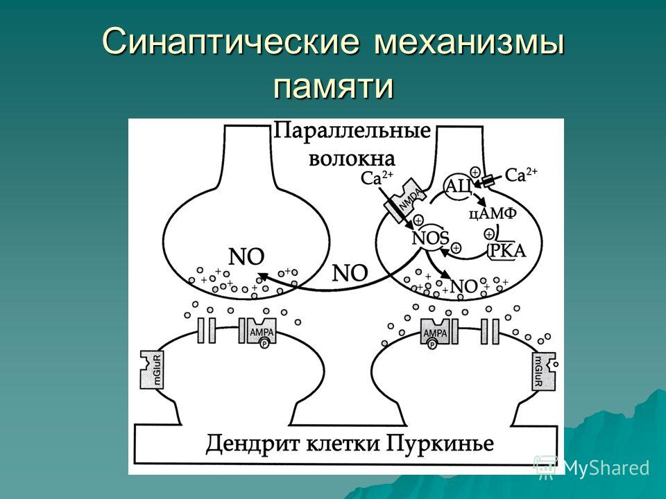 Память связь. Синаптическая гипотеза памяти. Синаптическая теория памяти схема. Механизмы памяти. Механизмы памяти физиология.