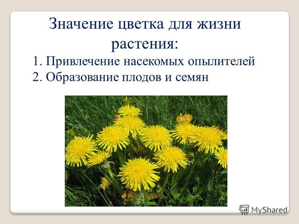 В цвету значение. Значение цветка для растения. Значение цветов в жизни растений. Значение цветка в жизни растения. Роль цветка.