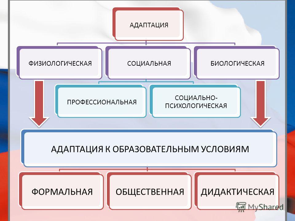 Адаптация 1 2 3 4