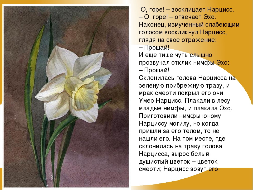 Нарцисс растение значение. Нарцисс древняя Греция. Нарцисс цветок смерти. Информация о Нарциссе. Нарцисс стихи про цветок.