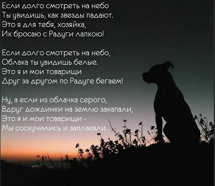 Собаки уходят. Скорбь по собаке. Стихи на смерть собаки. Стихи о собаке ушедшей на радугу. Собака на радуге стихи.