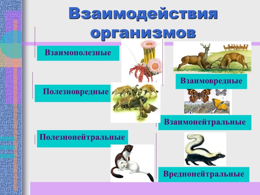 Виды животных организмов. Взаимодействие живых организмов. Взаимодействие между организмами. Взаимоотношения животных в природе. Взаимоотношения живых организмов.