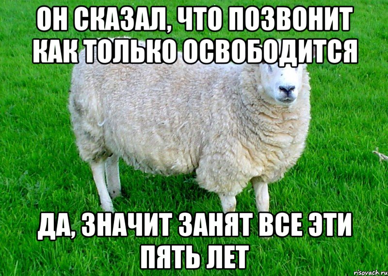 Все как он сказал. Наивная овца. Наивная овца мемы. Ты овца. Я овца.