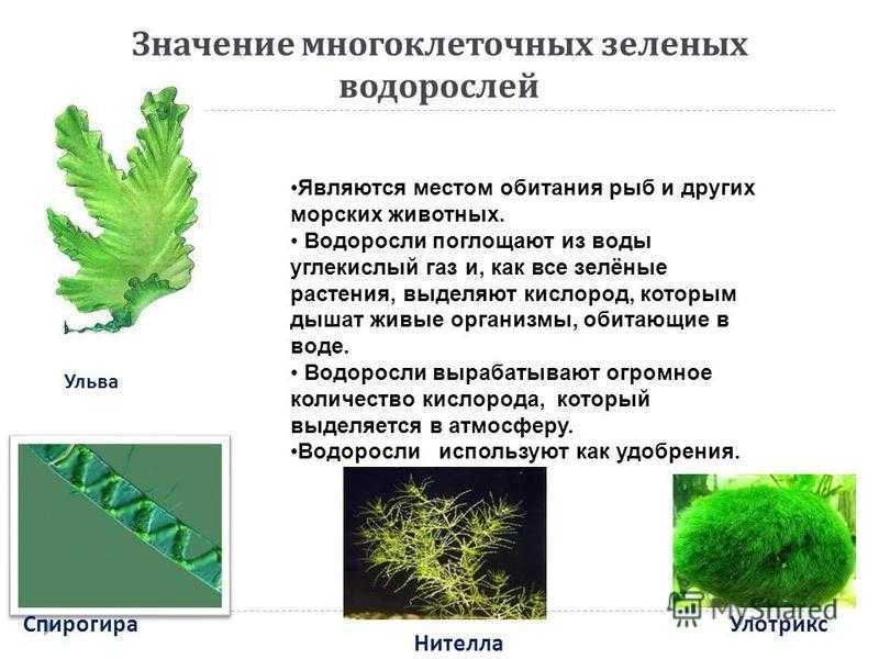 Какое значение бурых водорослей в жизни