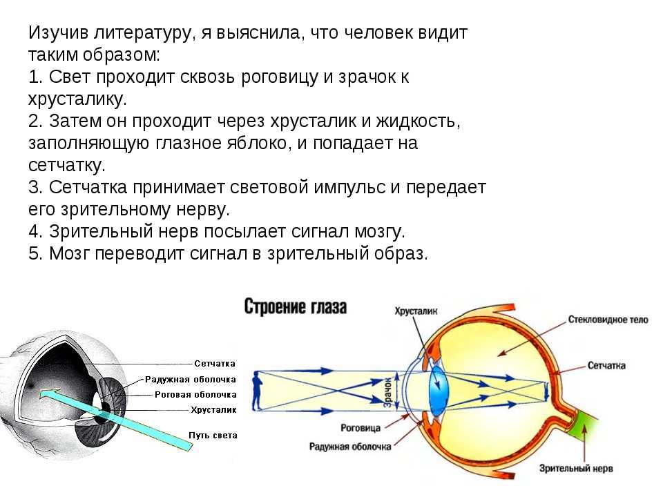 Регулирует количество света проходящего в глаз. Оптическая схема глаза человека. Свет попадает на сетчатку через:. Глаз и зрение формирование изображения на сетчатке. Воздействие света на сетчатку глаза.