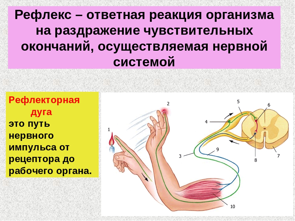 Примеры нервных рефлексов. Рефлекторная дуга нервной системы. Ответная реакция организма на внешнее раздражение. Рефлекторная дуга, деятельности ЦНС. Рефлекторные дуги с раздражением.