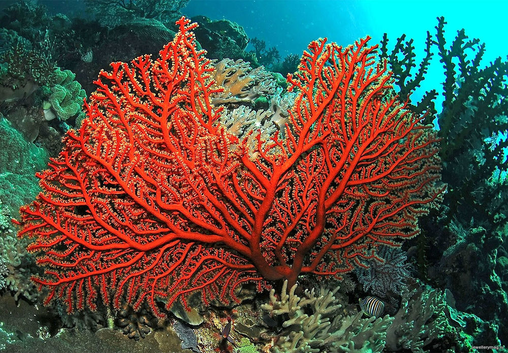 Цвет настроения — коралловый, фото № 1