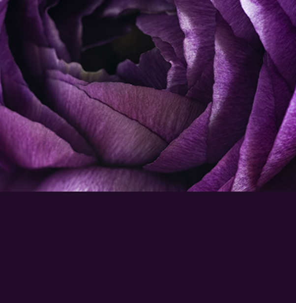 Пурпурный цвет это какой фото