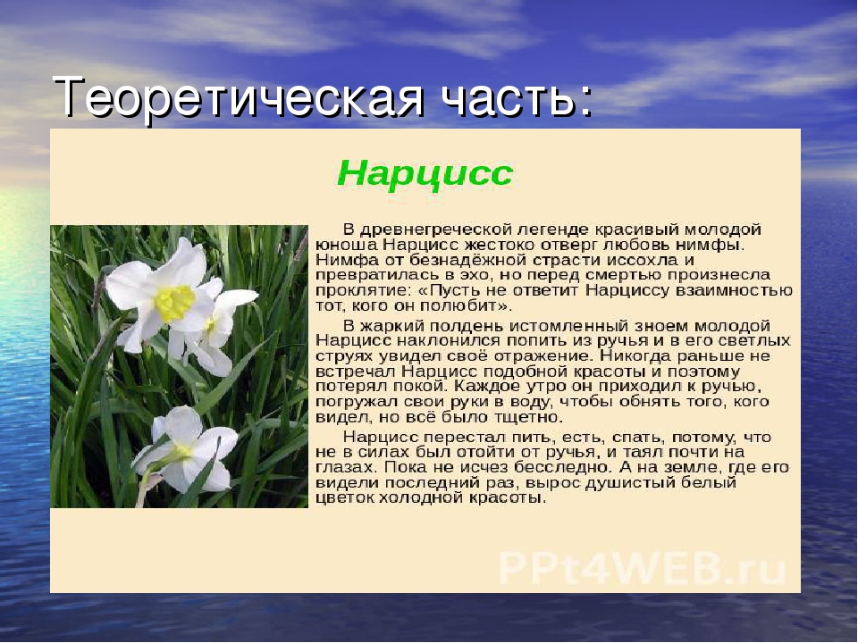 Нарциссы текст. Легенда о Нарциссе. Нарцисс цветок описание. Нарцисс презентация. Нарцисс Легенда о цветке.
