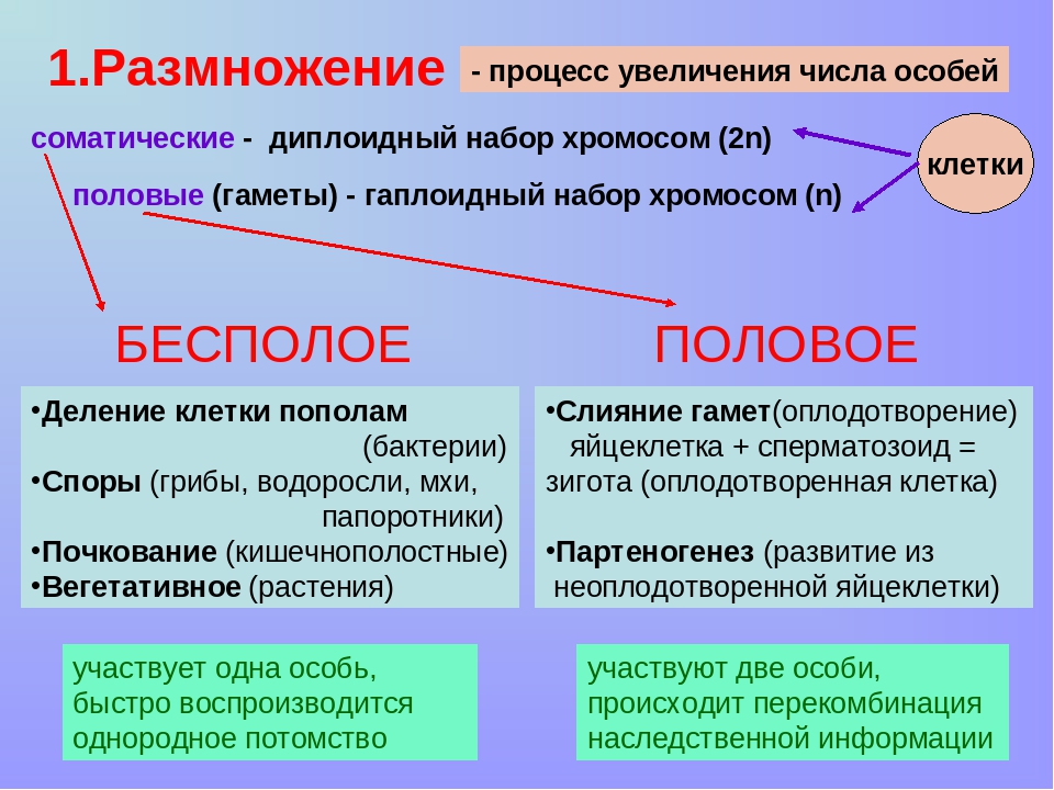 Какие клетки диплоидные. Гаплоидные и диплоидные клетки. Гаплоидный и диплоидный различия. Диплоидные и гаплоидные клетки разница. Гаплоидный и диплоидный набор хромосом.