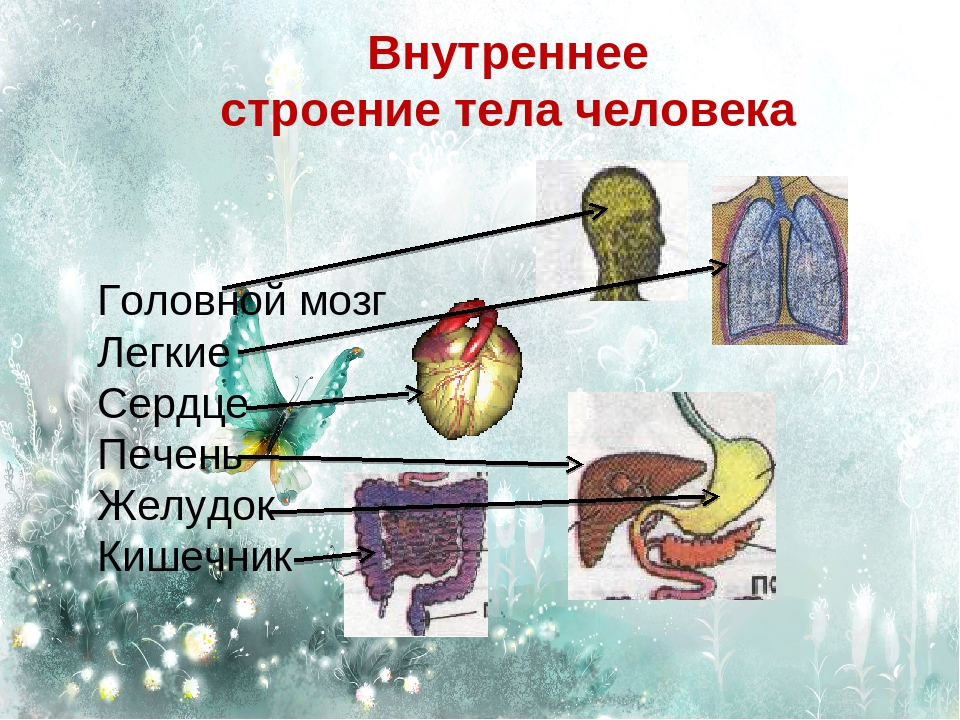 Презентация человек часть живой природы 8 класс биология