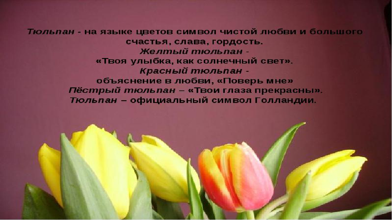 Стихи про тюльпаны и весну. Красивые слова о тюльпанах. Стихи про тюльпаны. Тюльпаны стихи красивые. Высказывания о тюльпанах.