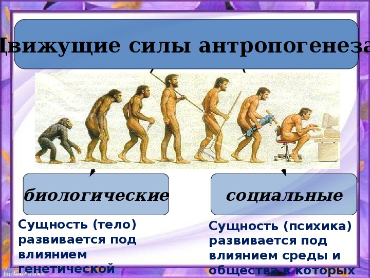 Этапы эволюции человека тест 9 класс. Этапы происхождения человека. Происхождение человека Антропогенез. Стадии происхождения человека. Этапы развития антропогенеза.