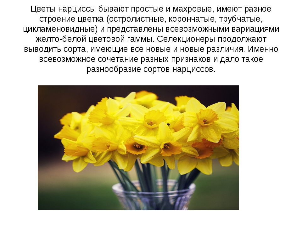 Нарцисс растение значение. Нарцисс презентация. Нарцисс психология. Высказывания о нарциссах. Цветок Нарцисс и название.