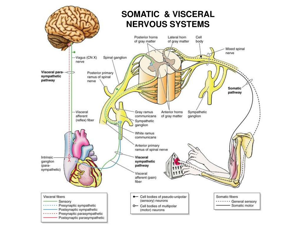 Нервная система сокращение. Visceral nervous System. Somatic and visceral nervous System. The Sensory function of the nervous System.. Somatic nervous.