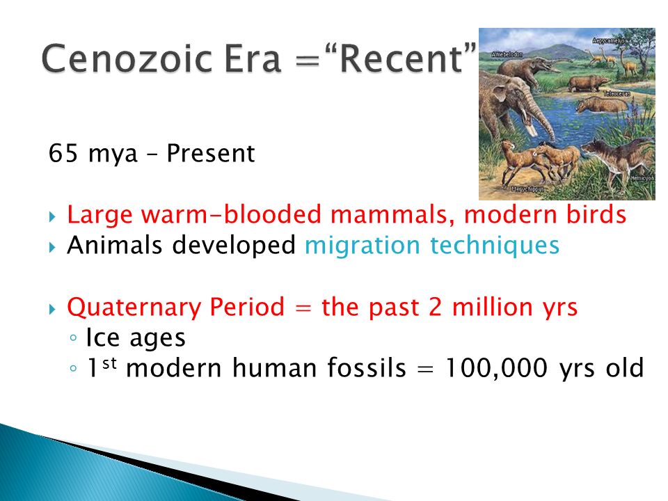 65 mya – Present  Large warm-blooded mammals, modern birds  Animals developed migration techniques  Quaternary Period = the past 2 million yrs ◦ Ice ages ◦ 1 st modern human fossils = 100,000 yrs old