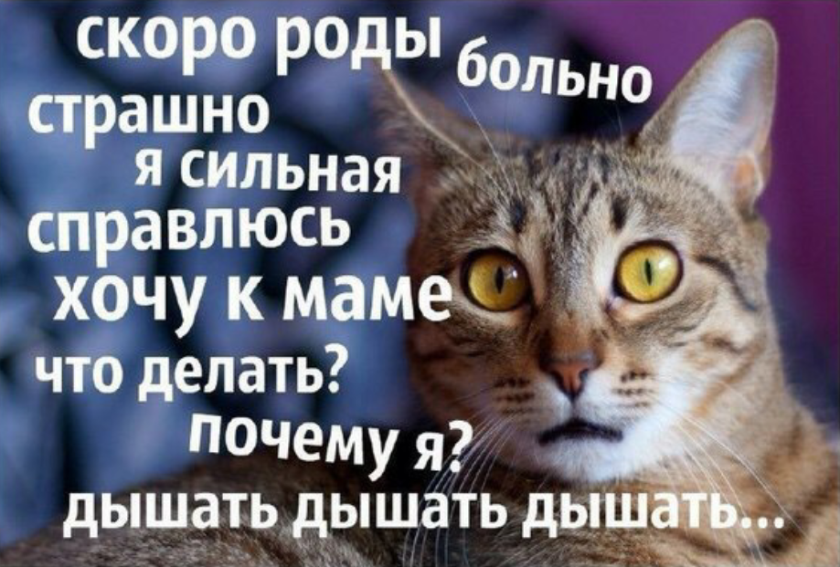 Рожай скорей. Скоро рожать. Скоро роды страшно. Скоро рожать прикольные картинки.