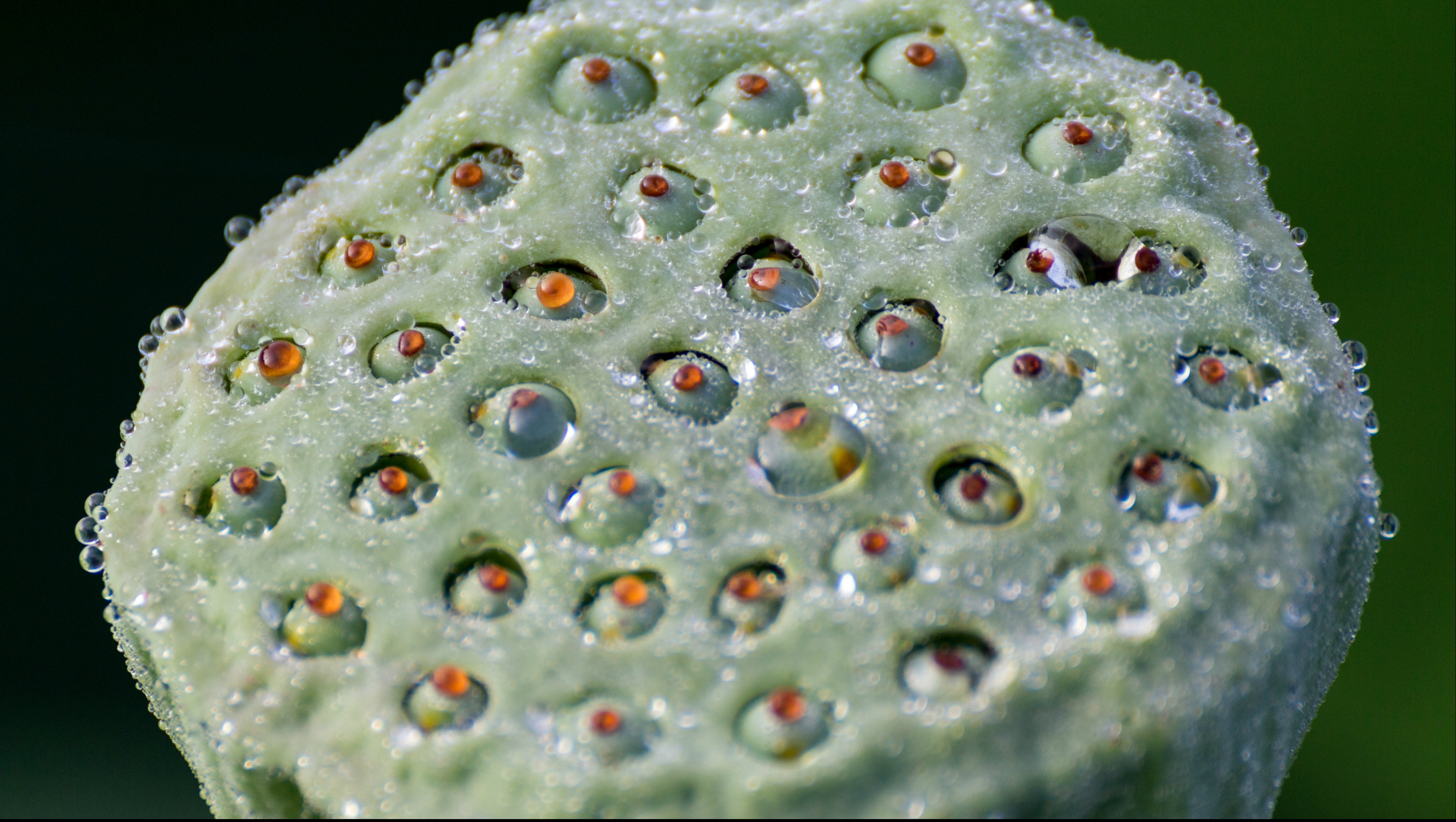 Трипофобия цветок лотоса