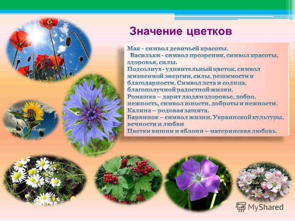 В цвету значение. Символика растений и цветов. Цветы и их обозначения. Значение цветка. Значение цветов растений.