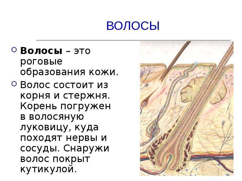 Что означает волос. Волос состоит из корня и. Корень волоса погружён в. Роговые образования кожи. Снаружи волос покрыт.