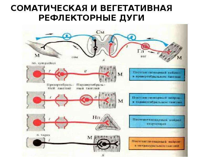 Хватательный рефлекс соматический или вегетативный