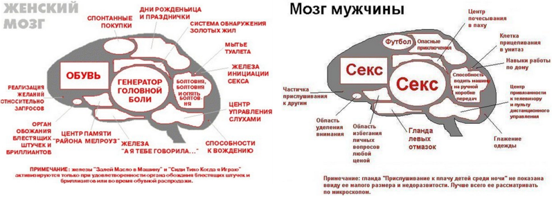 Зачем мозг. Мужской мозг vs женский. Бабский мозг. Женщина поедает мужской мозг.