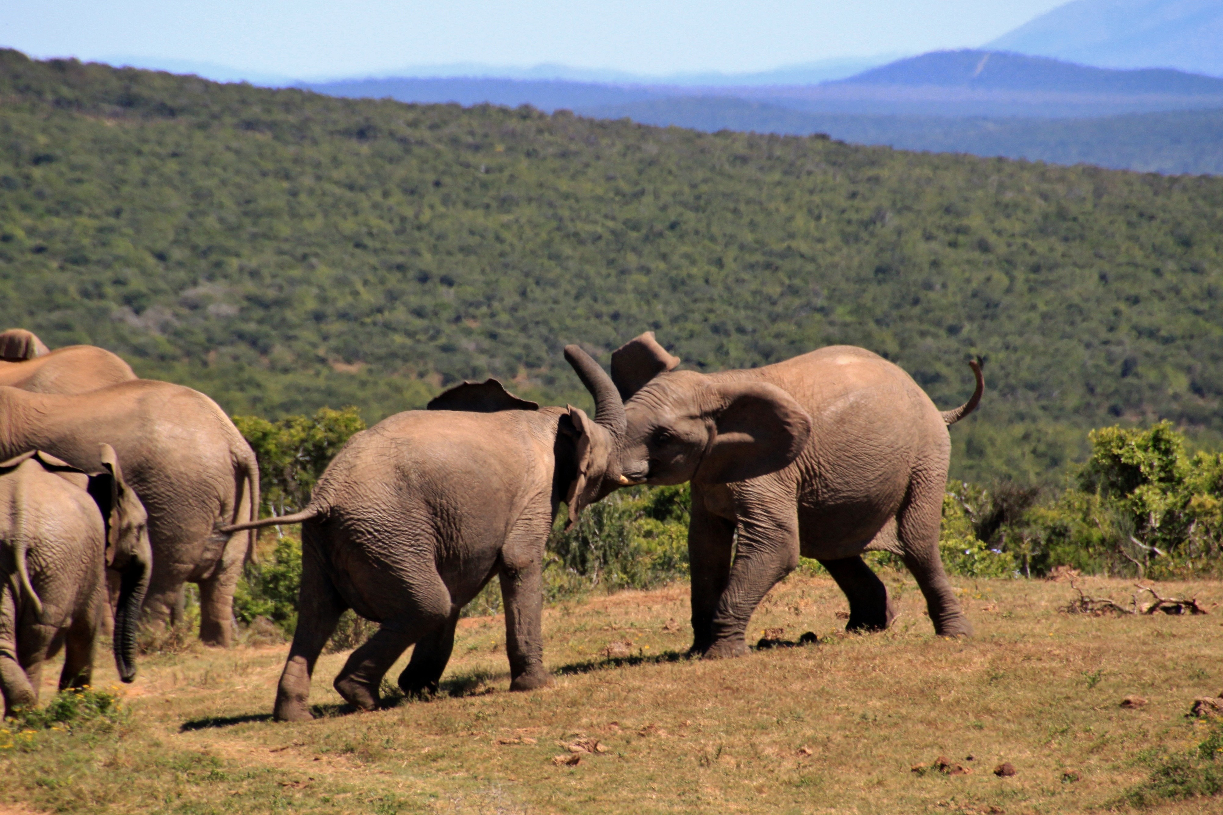 Сколько диких слонов. Африканский саванный слон. Африка слоны Саванна. Южная Африка животный мир. Дикая природа Африки слоны.