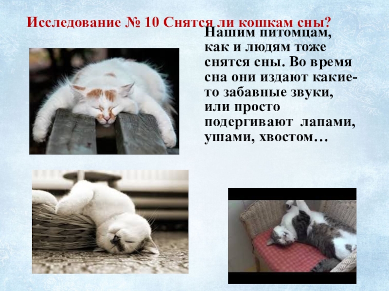 Котам снятся сны. Какие сны снятся кошкам. Снятся ли кошкам сны. Видят ли животные сны. Факты про сон кошки.