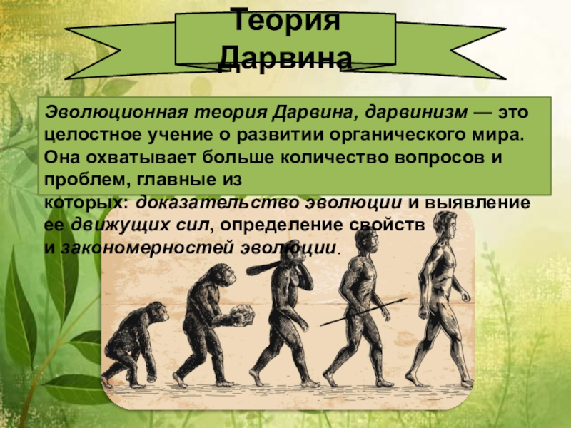 Дарвин эволюция. Теория эволюции Дарвина. Эволюционная теория Чарльза Дарвина.